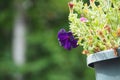 Selective closeup shot of purple-petaled geissorhiza flower in the pot with blurred background Royalty Free Stock Photo