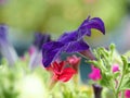 Selective closeup shot of purple-petaled geissorhiza flower in the pot with blurred background Royalty Free Stock Photo
