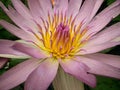 Selective closeup shot of purple petaled water lily Royalty Free Stock Photo