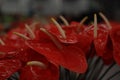 Selective closeup shot of red anthurium flowers Royalty Free Stock Photo