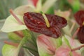 Selective closeup shot of red anthurium flowers among pink and green anthuriums Royalty Free Stock Photo