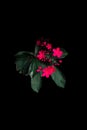 Selective closeup shot of red petaled flowers with green leaves on a black background Royalty Free Stock Photo