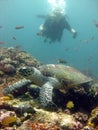 Selective closeup shot of a scuba diver swimming near a giant sea turtle near fish on coral reefs Royalty Free Stock Photo