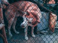 Selective closeup shot of a white and brown dog staring through a chain link fence Royalty Free Stock Photo