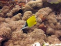 Selective closeup shot of a yellow, black and white fish among coral reefs Royalty Free Stock Photo