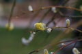 Selective closeup shot of yellow pussy willow flowers on a branch