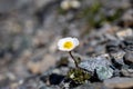 Selective closeup of a small Alpine flower (Ranunculus glacialis) Royalty Free Stock Photo