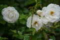 Selective closeup of white rose bush