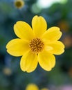 Selective closeup of yellow Bidens