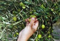 Selective collection of olives in the olive grove