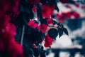 Selective color of red bougainvillea bush in blossom. Extreme shallow depth of field