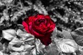 Selective color of a red rose