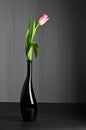 Selective color technique tulip still life Royalty Free Stock Photo