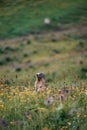 Selective of a cute marmot in Gran Paradiso Natural Park in Italy Royalty Free Stock Photo