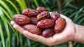 Selective date picking hand holding sweet dates with blurred background, ideal for text placement Royalty Free Stock Photo