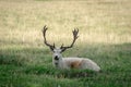 Selective of deer in Knole Park, Kent Royalty Free Stock Photo