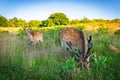 Selective of deer in Knole Park, Kent Royalty Free Stock Photo