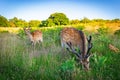 Selective of deer in Knole Park, Kent