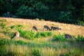 Selective of deer in Knole Park, Kent