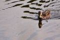 Selective of a female mallard duck wading in a lake