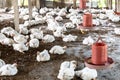 Selective focus overweight chicken panting in an indoor farm. White broiler chicken pants on a hot, Mortality high in summer day