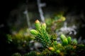 Selective focus of abies firma on a blurry background Royalty Free Stock Photo