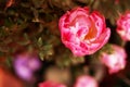 Selective focus. Abstract floral background macro delicate flowers coral and white tulip