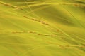 Wind blown grasses abstract. Royalty Free Stock Photo
