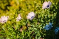 Selective focus african daisy meadow flowers, beautiful fresh morning with dew on petal  at Delhi. Spring landscape blurry natural Royalty Free Stock Photo