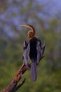 Selective focus of an African Snakeneck perched on a tree branch in the forest Royalty Free Stock Photo