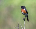 Selective focus of an African stonechat standing on a tree branch under the sunlight at daytime Royalty Free Stock Photo