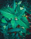 A selective focus Ageratum conyzoides. close up wild weed