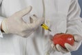 Selective focus agricultural lab worker injecting tomato with nitrates to keep it fresh, gmo. Close up Royalty Free Stock Photo