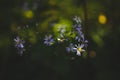 Selective focus of American asters with blurred background of bokeh lights Royalty Free Stock Photo