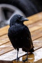 Selective focus of an American crow sitting on a picnic table in the rain, blurred background