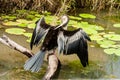 Selective focus, Anhinga bird or Snakebird sitting on the branch, Australia Royalty Free Stock Photo