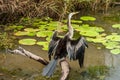 Selective focus, Anhinga Snakebird sitting on the branch, Australia Royalty Free Stock Photo