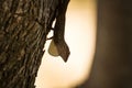Selective focus of a Anolis distichus on a tree bark with a blurred yellow background Royalty Free Stock Photo