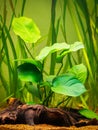 Selective focus of an Anubias Barteri aquarium plant with blurred background Royalty Free Stock Photo