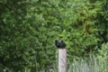 Selective focus of Aplonis starlings perching on a wooden post in the countryside Royalty Free Stock Photo