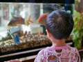 Asian baby looking at fishes in a glass tank with curiosity Royalty Free Stock Photo