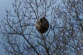 Selective focus of the Asian hornet\'s nest on the tree branches against the night sky Royalty Free Stock Photo