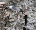 Selective focus of an Atlantic puffin (Fratercula arctica) flying from a rock Royalty Free Stock Photo