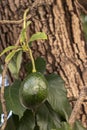 Selective focus of avocado fruit with rough trunk tree