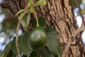 Selective focus of avocado fruit with rough trunk tree in Brazil