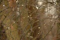 Background of twigs with rain drips Royalty Free Stock Photo