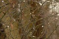 Background of twigs with rain drips Royalty Free Stock Photo