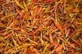 Selective focus, Background of dried orange saffron
