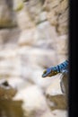 Selective focus of a Baja blue rock lizard on a stone in a zoo Royalty Free Stock Photo