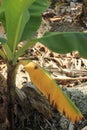 Selective focus of a banana plant affected by deadly Fusarium wilt disease Tropical Race 4 fungus